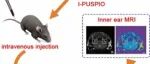 Chem. Biomed. Imaging | 可跨越血-迷路屏障的纳米探针用于内耳磁共振成像