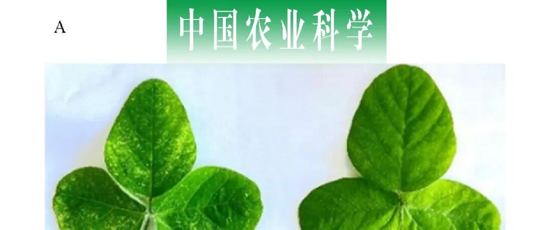 中国农业科学｜河北农业大学王冬梅课题组筛选GmSZFP互作蛋白并分析GmERF7在大豆抵抗SMV侵染过程中的功能
