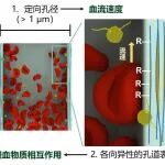 中山大学林倩明课题组 Small/Chem. Mater.：定向孔止血海绵中血流速率介导的凝血研究