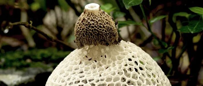 西南交通大学《Carbon》：受竹荪启发的石墨烯/MXene气凝胶薄膜，用于可穿戴抗干扰设备