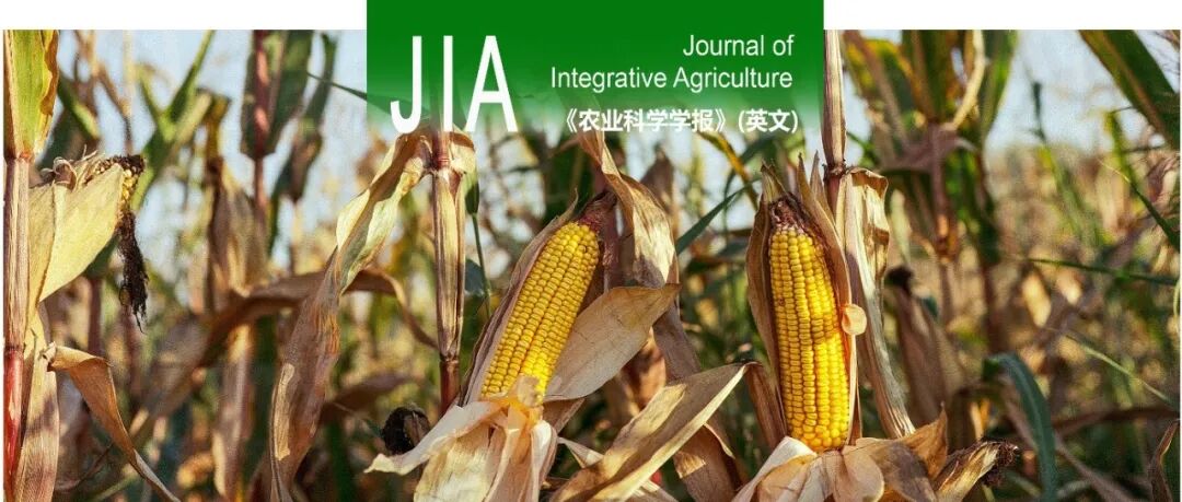 JIA | 西南大学玉米高粱遗传育种与分子生物学团队关于玉米TB1基因一段自然发生的31 bp缺失引起雌穗分枝的研究
