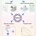 Research | 南京医科大学周祥教授团队发现染色体外环状DNA MIRECD介导坏死性凋亡并可预测心肌梗死预后