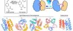 Nat Chem | 西湖大学曹龙兴团队实现可逆光响应蛋白质的从头设计