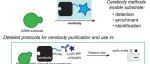 Cell Chem. Biol.|内源性CRBN底物的检测和富集的方法
