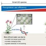 Ecology Letters| 植物所潘庆民研究团队揭示基因组大小调控草原物种和群落响应水氮变化的机制