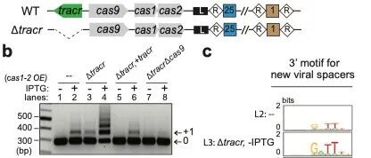 Nature | Cas9感知CRISPR RNA丰度以调控细菌适应性免疫记忆的形成