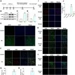 Adv Sci丨重庆医科大学承欧梅研究发现SEG和NSCs联合移植可有效阻止星形胶质细胞向C3+表型转化可增强帕金森病的治疗效果