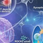 Adv Sci丨中南大学胡硕等人研究揭示了ROCK2特异性抑制剂或通过增强线粒体自噬及促进突触重塑调节突触网络，具癫痫治疗潜力