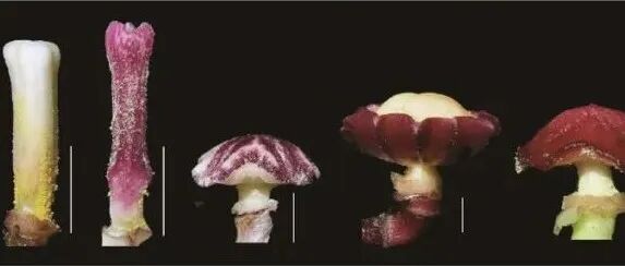 JIPB | 华南植物园和广西植物研究所合作揭示多种生物与非生物因子协同驱动蜘蛛抱蛋属（天门冬科）的快速分化与物种形成