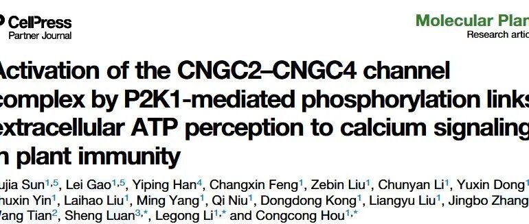 文献分享|介导的磷酸化激活CNGC2-CNGC4通道复合物将细胞外ATP感知与植物免疫中的钙信号传导联系