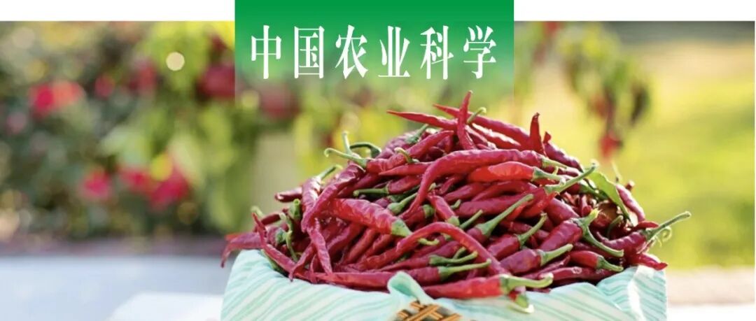 中国农业科学｜山西农业大学成妍课题组分析及评价96份辣椒种质资源的果实质地品质
