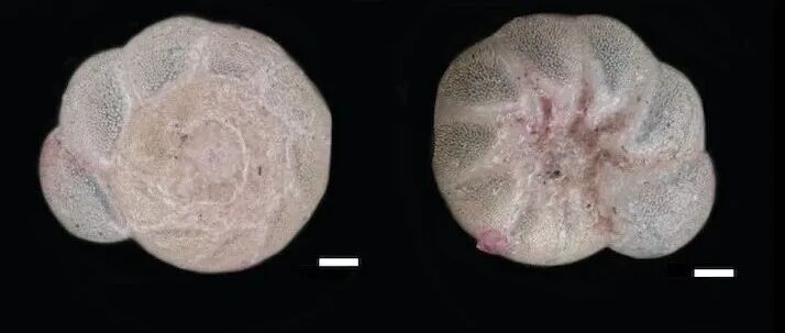 入侵的微型有孔虫在一个多世纪前通过“搭便船”抵达长岛海湾｜Science Advances