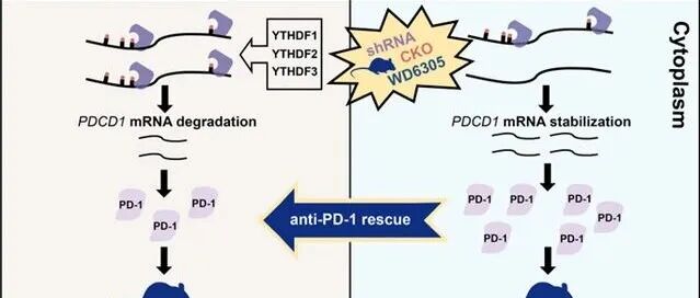 Cancer Research | 东南大学高山教授团队在m6A修饰调控PD-1促进抗肿瘤免疫方面取得进展