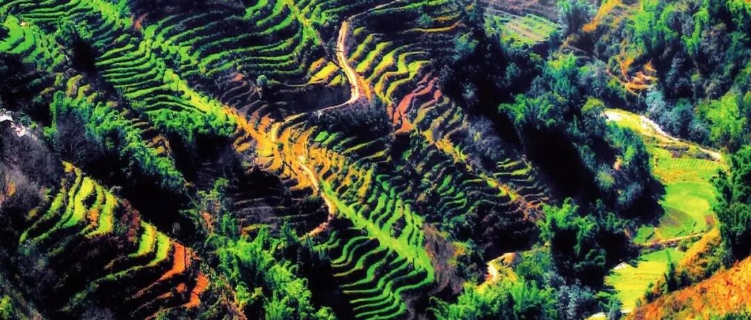 Environmental Research Letters：我们应该在哪里开展植被恢复？