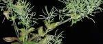 植物分子互作分析核心技术有哪些？