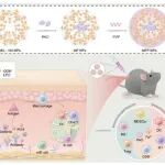 ACS Nano：聚胺激活的羰基应激纳米平台可协同逆转生物膜驱动的免疫抑制微环境