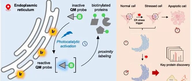 PNAS | 时间分辨光催化接近标记揭示内质网蛋白质组动力学背后的UPR到凋亡的转变