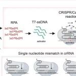 Adv Sci丨哈尔滨医科大学张显玉等人研究设计的TIDE-Cas14a可推动CRISPR/Cas辅助诊断发展精准助力肿瘤学潜力