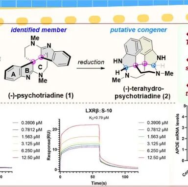 【JACS】中国海洋大学徐涛教授课题组：(&#8722;)-Psychotriadine的首次不对称全合成及化学生物学研究