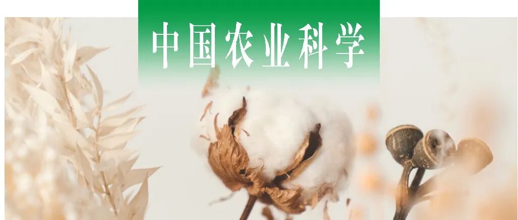 中国农业科学｜石河子大学张旺锋教授团队解析陆地棉与海岛棉铃形态特征与纤维及籽仁品质的关系
