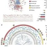 中国科学技术大学朱永官等合作最新Nature子刊