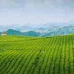 《食品科学》：贵州省茶叶研究所张小琴副研究员等：不同固样方式对‘黔茶1号’鲜叶挥发性物质的影响