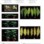 福建农林大学菌草与生态学院林文雄教授团队李兆伟课题组在农林科学1区Top期刊上发表研究论文