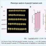 中科院遗传所杰青团队在一区Top期刊（IF5y=12.1）发文发现大豆“油分刹车”基因GmERFA，揭示种子油脂积累调控新机制