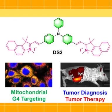 【Sens. Actuators B Chem.】深圳大学胡命豪：三苯胺双阳离子类线粒体G-四链体小分子配体的肿瘤靶向治疗研究