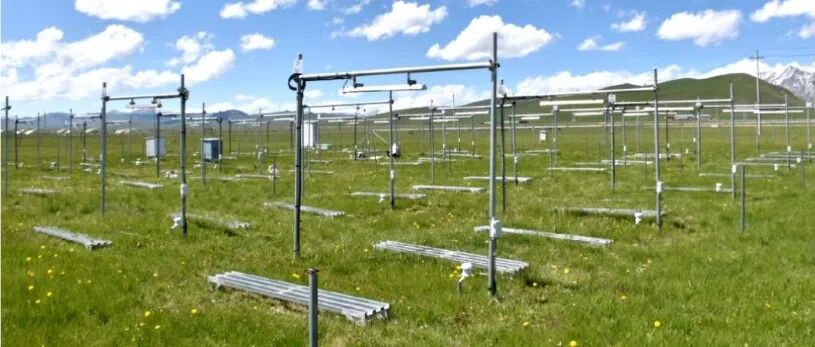 兰州大学生态学院硕士一作在《New Phytologist》发文！揭示气候变暖下高寒草甸植物开花物候差异及生态影响
