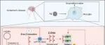 Immunity｜上海有机化学所许代超团队发现氧化型左旋核酸可作为ZBP1新型配体并驱动阿尔茨海默病神经炎症
