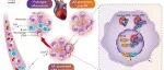 EHJ | 天津医科大学艾玎等揭示了花生四烯酸（AA）代谢级联在介导心肌梗死后炎症中的机制作用！