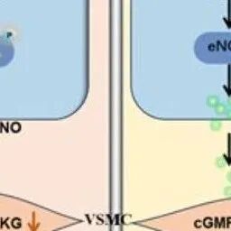 Science子刊 | 华东师范大学张晓燕等揭示了SLC38A2调控血压稳态的分子机制