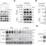 Cell Reports | 武汉大学李友军/江从庆研究发现SLC6A8可抑制ERK2-FSP1信号传导并诱导结直肠癌铁死亡