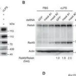 Cell Reports | 厦门大学刘波研究发现掩蔽蛋白可使NF-κB前体保持非活性