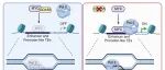 Sci Immunol | 四川大学童吉宇等揭示幼稚T细胞稳态维持新靶点