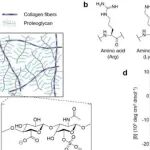 Adv Sci丨中山大学李旸/赵素文研究报道了一类独特的阳离子肽模拟物可用于软骨靶向治疗
