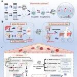 Nature Commun：生物硅纳米颗粒清除剂可在临床前模型中实现对肝脏缺血再灌注损伤的治疗