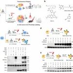 Nature Communications|硅基罗丹明赋能近红外光控邻近标记技术的体外与体内鉴定