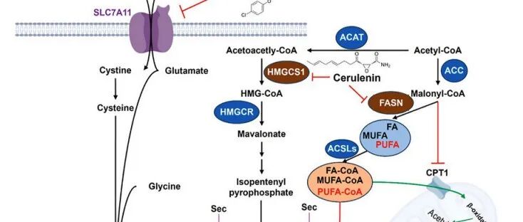 Cancer&#8194;Letters｜浙江理工大学付彩云教授团队发文揭示新型铁死亡增敏剂Cerulenin为精准抗癌开辟新路径