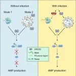 Cell Reports｜厦门大学刘波课题组发现调控机体固有免疫应答的新分子并揭示其机制