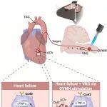 Immunity｜首都医科大学附属北京安贞医院李玉琳教授团队解析脑心轴-神经免疫调控心力衰竭新机制