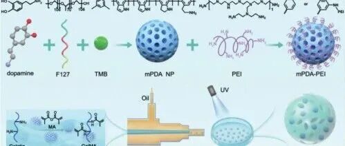《Advanced science 》如何利用GelMA水凝胶“微笼”促进糖尿病伤口愈合