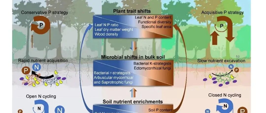 热林所生物多样性与生态服务团队GCB最新成果！