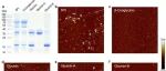 Adv Sci丨上海交通大学操义平等人研究发现大豆淀粉样蛋白新型双核多态性，为植物蛋白功能设计与应用提供新见解