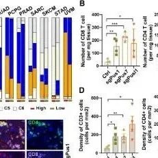 Cell Reports | 上海交通大学刘艳丰/高维强研究发现伪尿苷合酶1靶向治疗激活抗病毒免疫以增强癌症免疫治疗