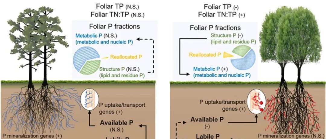 叶面磷分化丨SOIL BIOL BIOCHEM：热带树木菌根类型在经历12年模拟酸雨后呈现分化的磷适应策略