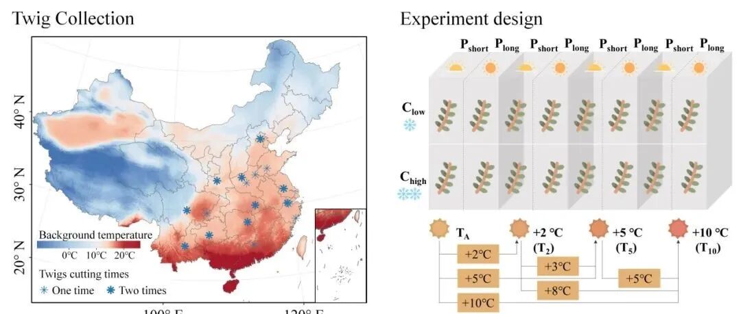 JoE / New Phyto（2 篇）: 全国剪枝实验系统揭示背景气候对于植物春季物候响应气候变化的影响机制