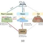 Biogeosciences | 韩兴国/姜勇团队揭示青藏高原高寒草地土壤有机和无机碳的海拔分异机制