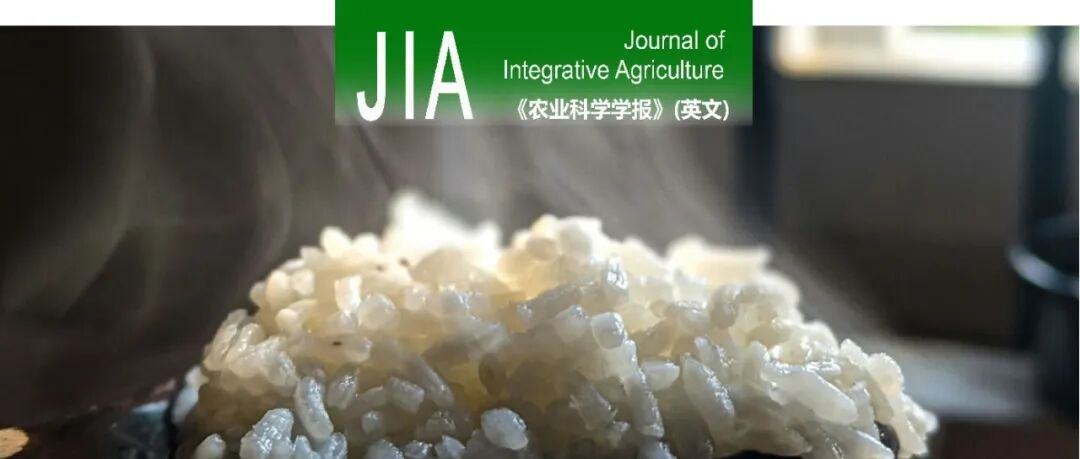 JIA | 四川农业大学水稻品质生理与机械化栽培任万军团队：揭示推迟播期降低水稻蒸煮食味品质